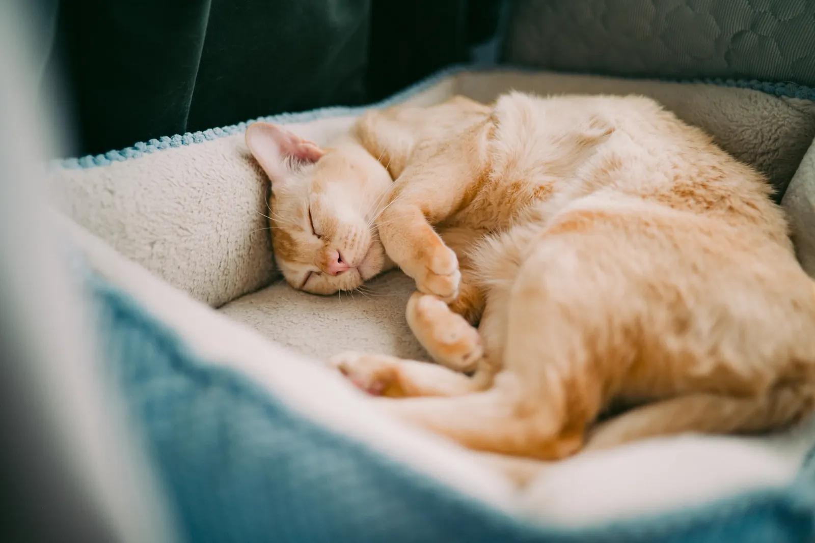 Ginger kitten sleeping in a cosy bed