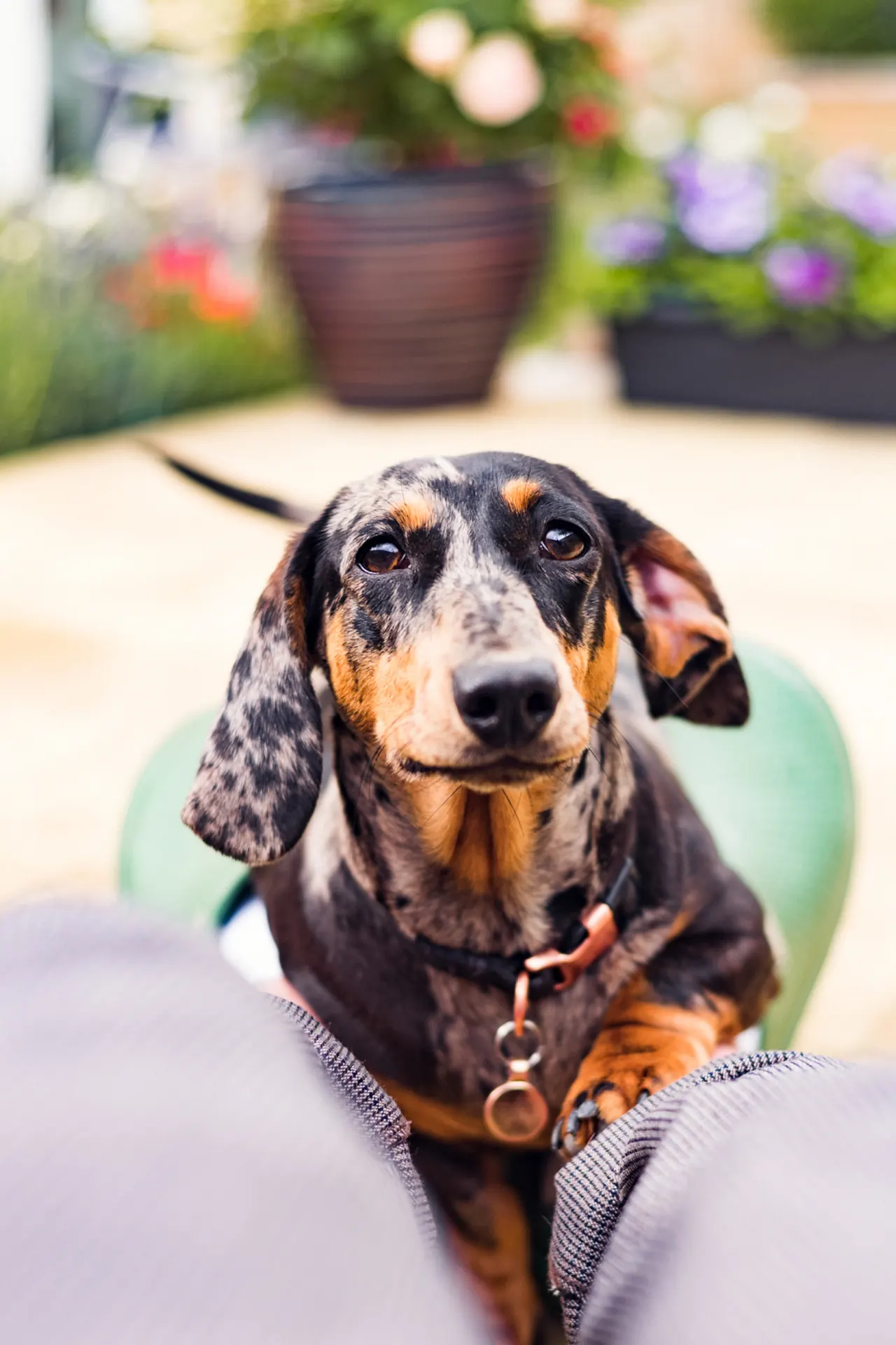 Dapple dachshund looking up in a garden