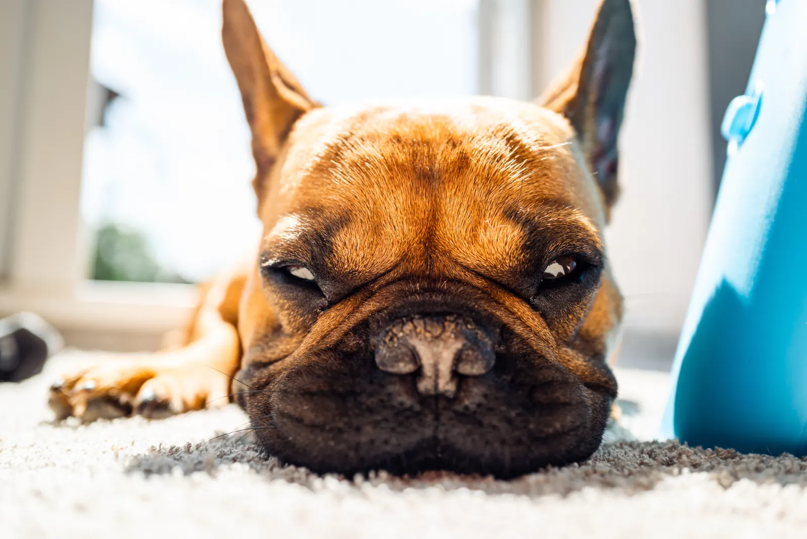 French bulldog resting on carpet in sunlight
